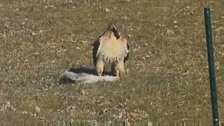Hawk killing Squirrel