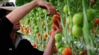 Fresh from the farm - tomatoes bringing in local business - Landline Sunday at noon.