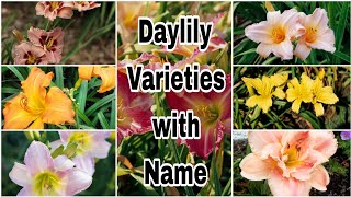 30+ different types of daylily flower || daylily flower varities