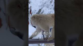 【地獄谷野猿公苑】温泉に入るニホンザル　#snowmonkey #露天風呂 #japan #onsen #nagano