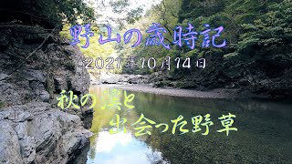 野山の歳時記　秋の渓と出会った野草　2021年10月14日