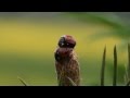 Vroege Vogels - Liefde tussen twee lieveheersbeestjes