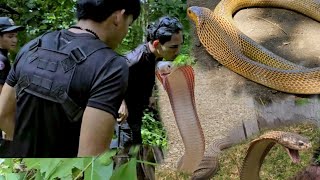 ANG NAG LALAKIHANG COBRA SA ANTIPOLO