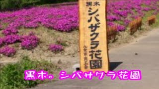 黒木シバサクラ花園