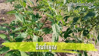 ដំណាំម្ទេសបែបគ្រួសារ Family style Chili 🌶️ plant