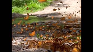 フチグロヒョウモン(Phalanta alcippe alcippides) の集団吸水 22-Apr-2012-8