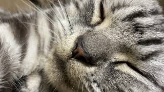 The purring sound of a pampered cat is big.