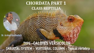 TYPE  CALOTES VERSICOLOR   SKELETAL SYSTEM – Part 1– VERTEBRAL COLUMN   Typical vertebra