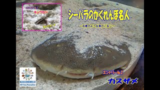 【お魚関連】シーパラかくれんぼ名人！まるで忍者のような身のこなし(ﾟдﾟ)（伊勢シーパラダイス／水族館）