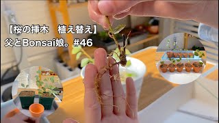 【桜の挿木　植え替え】父とBonsai娘。#46 #bonsai  #盆栽  #桜