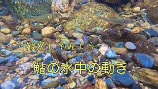 観察してみよう　鮎の水中の動き