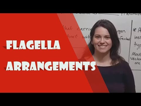 What is flagella science?
