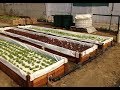 How to build a small commercial DWC aquaponics system on a shoestring - For less than $1700 How to build a small commercial DWC aquaponics system on a shoestring - For less than $1700