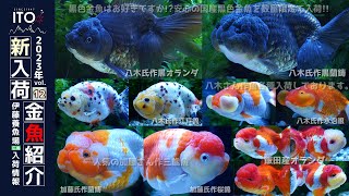 【伊藤養魚場入荷情報2023年vol.12(2023年4月20日)】弥富東海市場より入荷しました!!