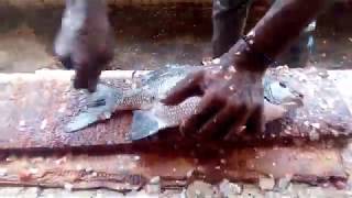 Baro sida loo jar jaro kalluunka amazing cutting fish skills