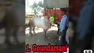 Krishnagiri top Bulls