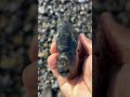 お気に入りの黒い石 my favorite shorts stone jasper 石拾い ジャスパー オニキス onyx agate 瑪瑙 rockhounding asmr