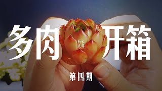 阿米豆腐：多肉开箱 #4 保利安娜我已经养残几颗了