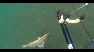 Kaksi isoa ahventa harppuunalla/ TWO BIG PERCH SPEARFISHING