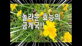 꽃차로 추천!! 혈액순환촉진, 통증 제거, 염증 제거 등에 좋은 금계국 이야기.