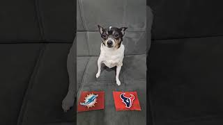 Dolphins vs Texans #nfl #nflpredictions #nflfootball #week15 #miamidolphins #houstontexans #dog