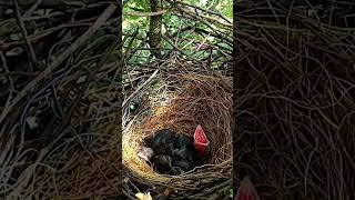 Crow is feeding cuckoo babies (P 1) #shorts