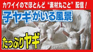 【たっぷり11分！】ワイナリーに欠かせないヤギ　かわいい赤ちゃん誕生