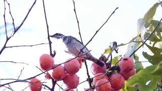 ムビる05701 柿を食べるツグミ tsugumi   Dusky thrush