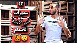 اهم 10 مميزات في تربية الحمام 😳