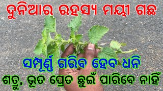 ଦୁନିଆର ରହସ୍ୟ ମୟୀ ଗଛ ସମ୍ପୂର୍ଣ୍ଣ ଗରିବ ହେବ ଧନି ଶତ୍ରୁ ଭୂତ ପ୍ରେତ ଛୁଇଁ ପାରିବେ ନାହିଁ | tecbigyan | tbc odia