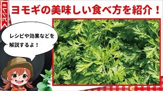 ヨモギの美味しい食べ方！おすすめレシピや栄養効果を解説！