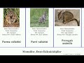 məməlilər dəstə İkikəsicidişlilər vallabisi dendrolagus petrogale kenquru dağ mammal boz ursinus