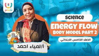 Science Grade 5 Concept 3 lesson 2 Energy Flow Body Model part 2 | ساينس لصف الخامس الابتدائي