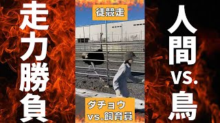 全速力！？ダチョウvs.人間 徒競走してみた【美里オーストリッチファーム】#Shorts