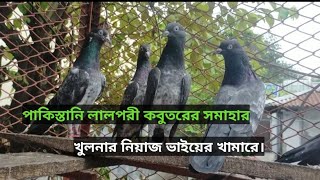 পাকিস্তানি লাল পরী কবুতরের সমাহার,খুলনার নিয়াজ ভাইয়ের লফ্টে।Lalpory pigeon.