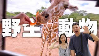 北碧府野生動物園！零距離餵長頸鹿、老虎跟我拔河超刺激！Safari Park Kanchanaburi一日遊｜泰國曼谷EP.5【罐頭Vlog】