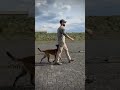 k9trainer dog dogsoftiktok trending trainingdogs k9 tactical viralshorts fyp