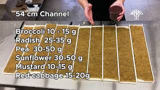 HOW TO GROW microgreen using hydropnic/soilless method