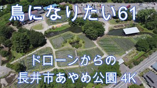 鳥になりたい61ドローンからのあやめ公園4K　#あやめ公園　＃ドローン　＃あやめ