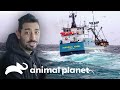 Novatos enfrentam uma forte tempestade para pescar caranguejos | Pesca Mortal | Animal Planet Brasil