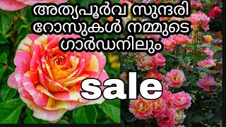 നിങ്ങൾ ഇതുവരെ കാണാത്ത റോസുകൾ #sale #rose #garden #gardening #climbingrose