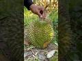 Durian montong patah berisi 400 biji #doniartawan