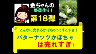 かぼちゃ　ﾊﾞﾀｰﾅｯﾂかぼちゃ２０００個完売、来年は４０００個に挑戦！【金ちゃんの野菜作り第１８弾】