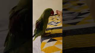 My Fully Hand Tamed Raw #youtubeshorts #owncontent #parrot #birds #pets #viral