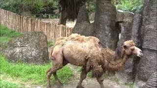 2016.06.19 Bactrian Camel (雙峰駱駝) Taipei Zoo