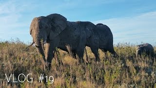 Amazing animal encounters at Gondwana Game Reserve