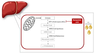 Conquer Cholesterol with Bempedoic Acid: Mechanism of action │ Pharmacology