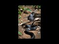 Torah Genesis 3:14 (Serpents Cursed to Eat Dust) Is Judaism Man Made?