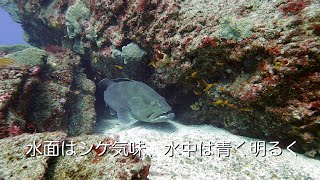 Diving Vlog 館山 西川名 202501l【4K】水面はシケ気味、水中は青く明るく