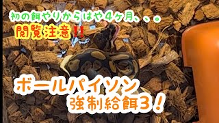 閲覧注意‼️『ボールパイソン 強制給餌3！』